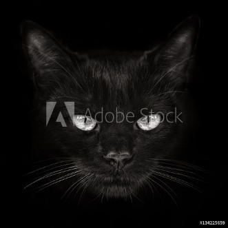 Picture of Dark muzzle cat close-up front view